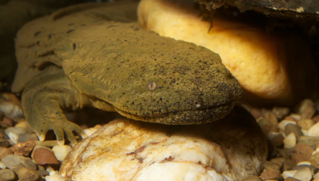 An eastern hellbender, North America's largest salamander. | Brian Gratwicke, Flickr // CC BY 2.0