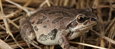 A Wildlife Conservation Story about Illinois Chorus Frog Aritten by Carla Rich Montez.