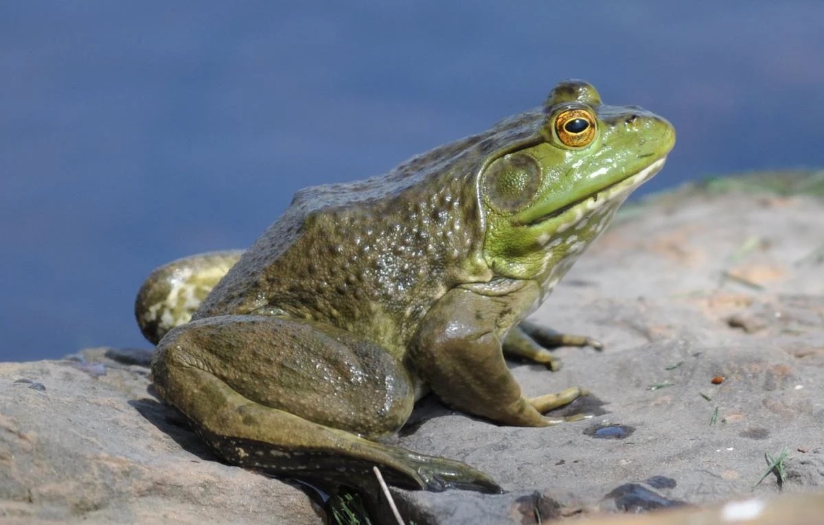 NISAW Webinar: American Bullfrog Management to Support Conservation and Recovery of Native Species