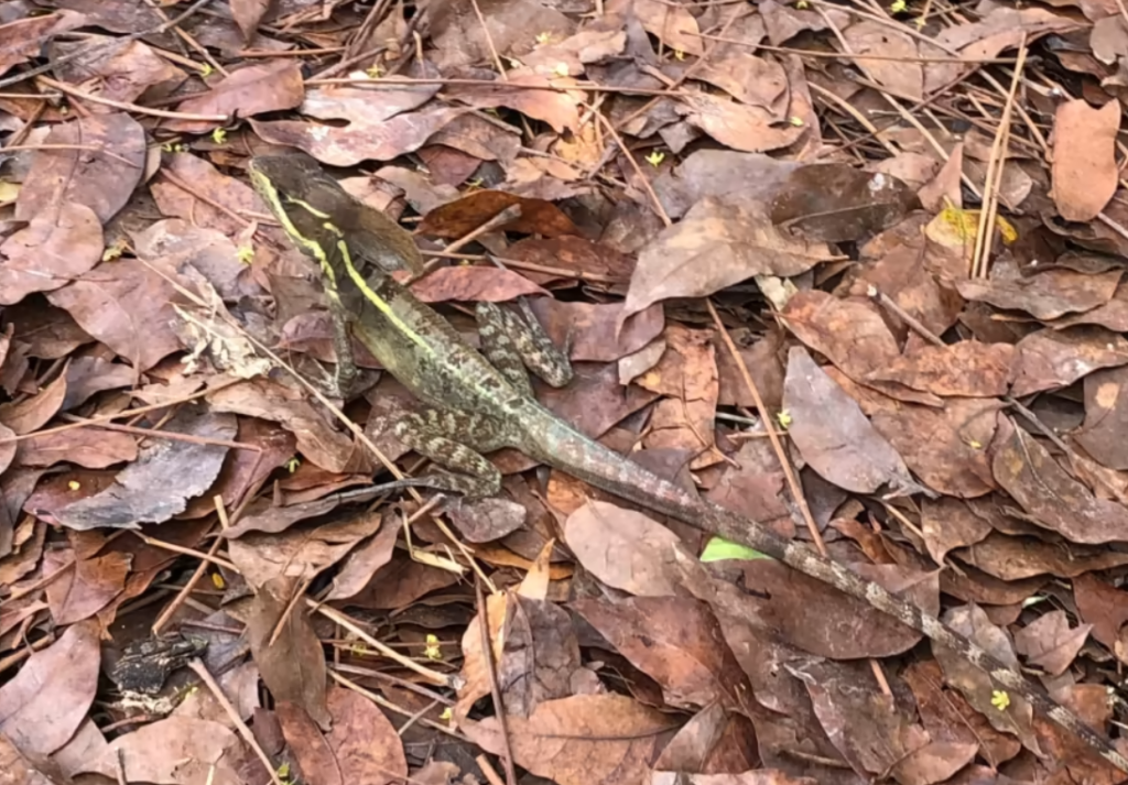 Brown basilisk lizard