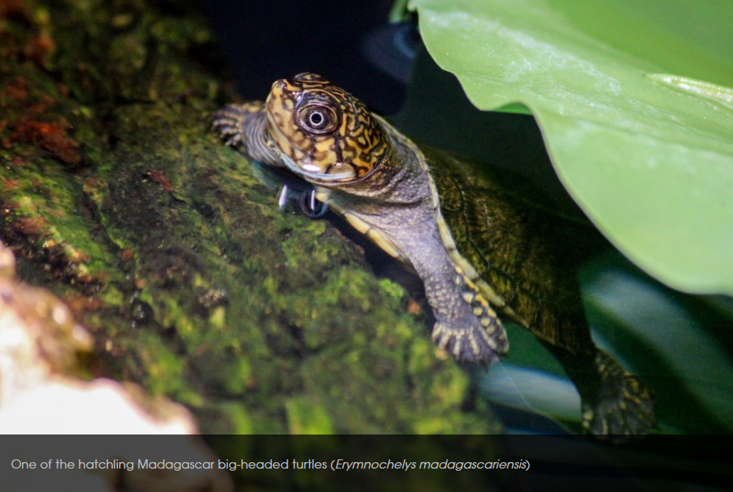 Jersey Zoo Welcomes Rare Madagascar Big-headed Turtles Hatchlings