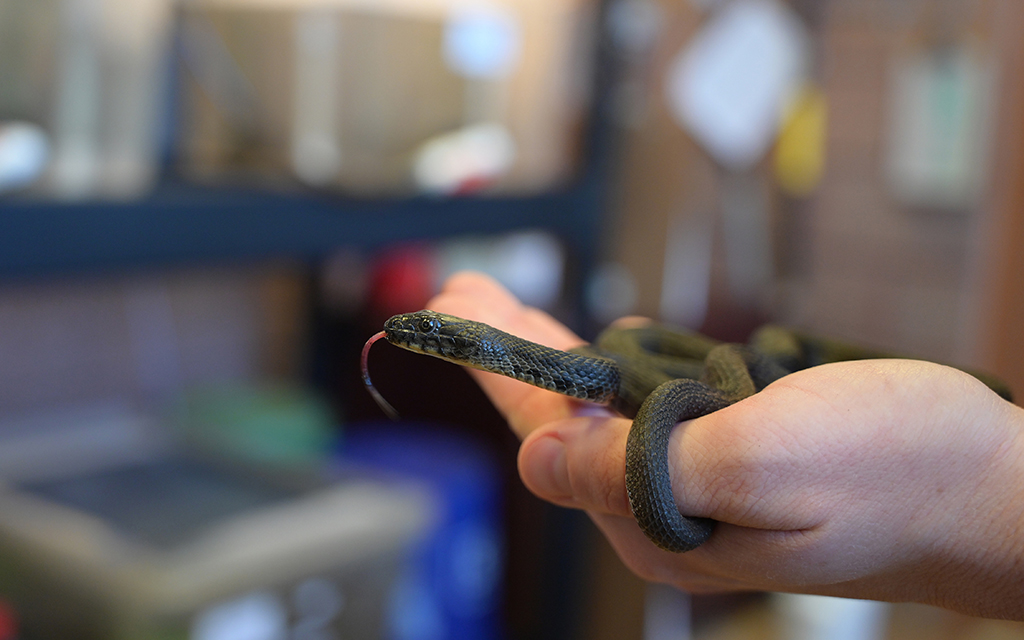 Threatened Narrow-headed Garter Snake Gets Help From the Phoenix Zoo