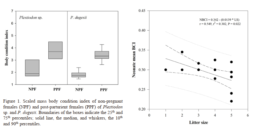 Reproductive effort in two viviparous species of blue-tailed skinks (Squamata: Scincidae: Plestiodon) from Mexico