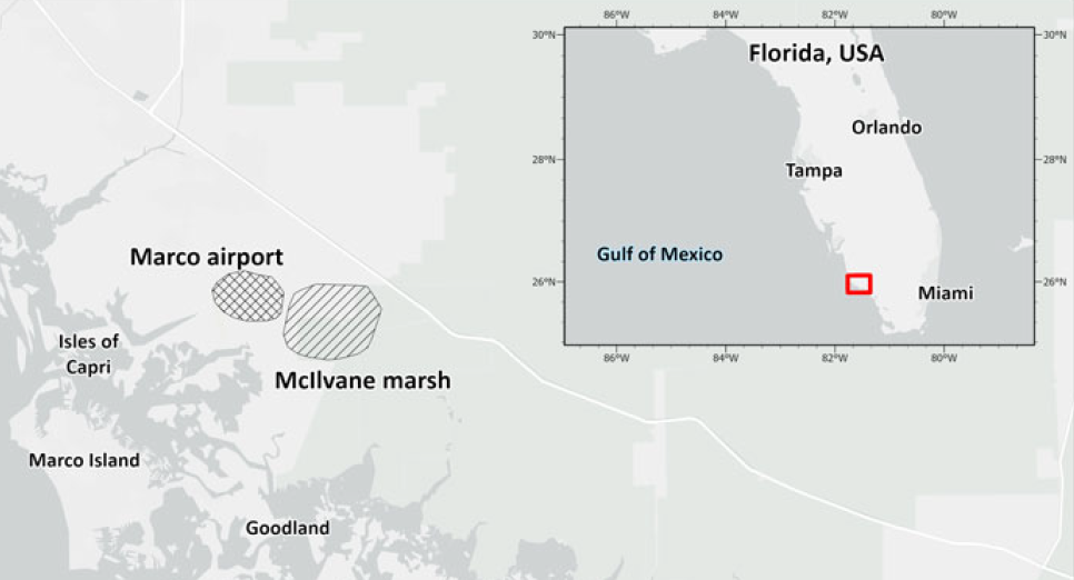 First Successful Nest for the Vulnerable American Crocodile Crocodylus acutus Population on the West Coast of Florida, USA
