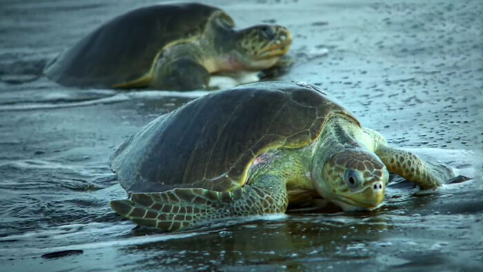 Mass Nesting Was Filmed by a Lifelike Robot Turtle