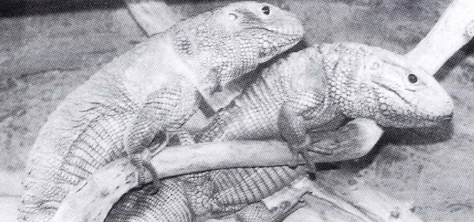 Captive breeding of the Caiman lizard, Dracaena guianensis