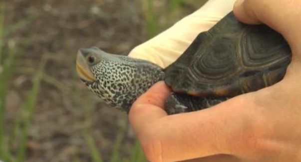 SCDNR Calling for Lowcountry Residents to Report Diamondback Terrapin Turtle Sightings