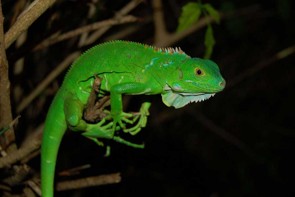 Pet Business Responds to Florida FWC Chairman Barreto’s Call for Restrict Nonnative Species