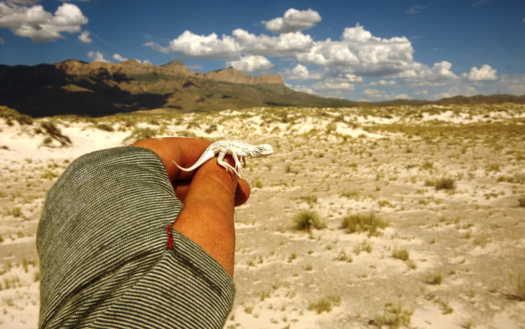 Lesser earless lizard