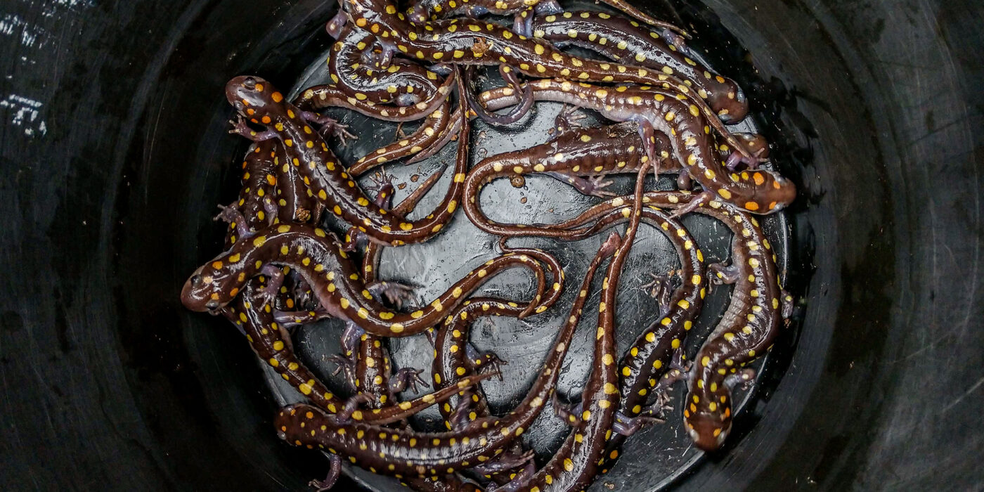 Secret Lives of Spotted Salamanders