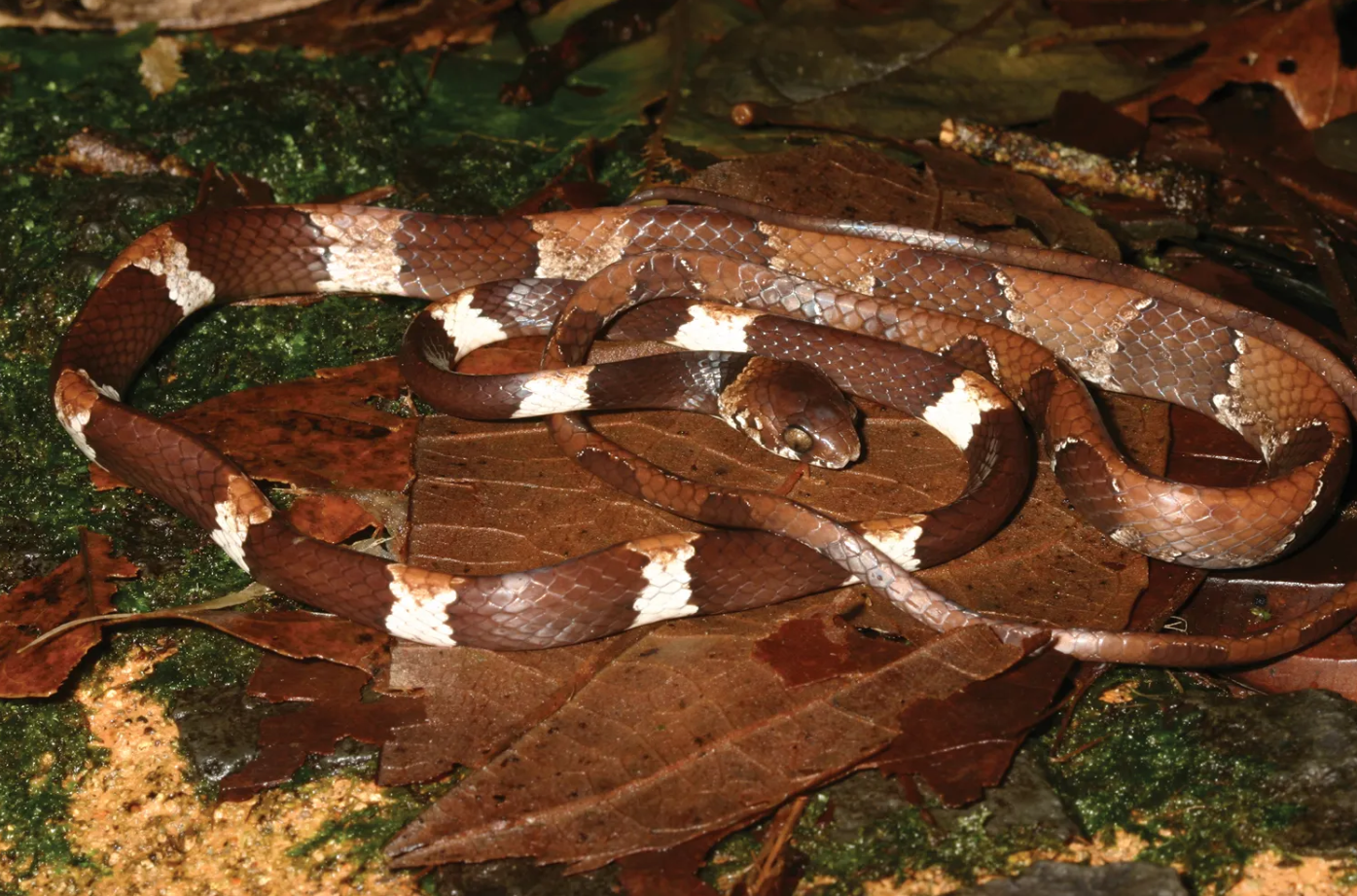 Snake Dipsas Aparatiritos Named 46 Years after First Discovery