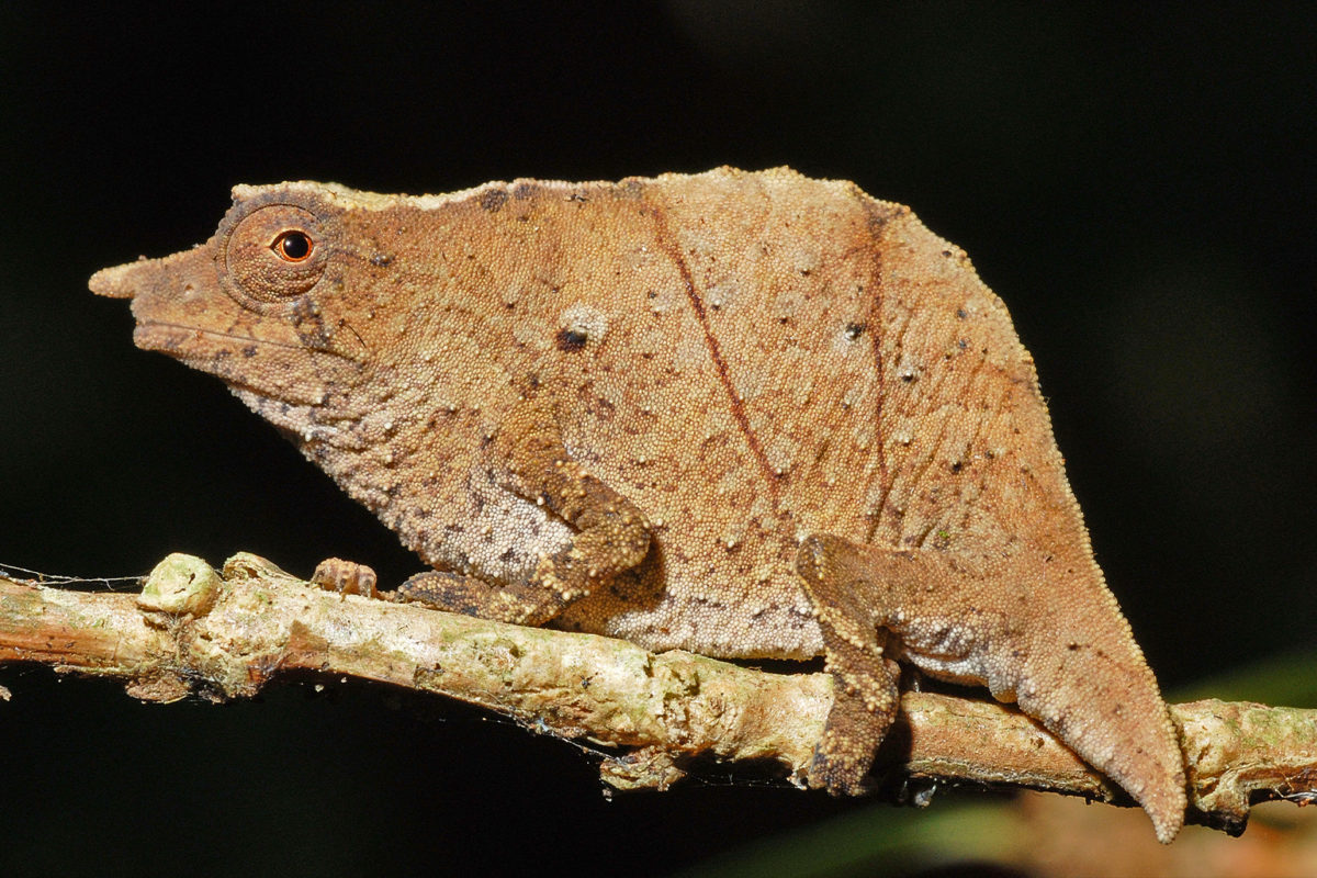 Newly Described Chameleon Species Reflect Tanzania’s Eastern Arc Mountains’ Fragility