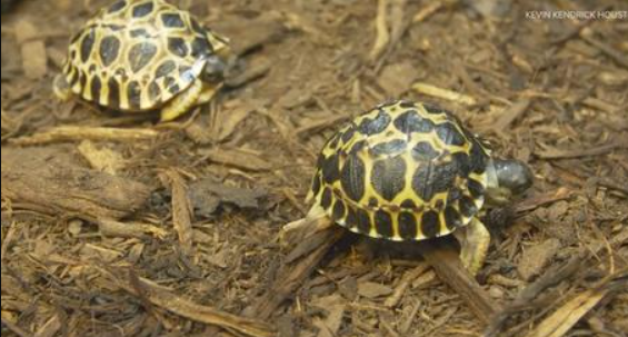 Endangered Tortoise Mr Pickles Becomes First-Time Father at the Grand Old Age