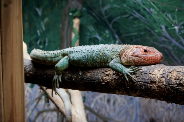 Kentucky Reptile Zoo Proposes An Exotic Adventure