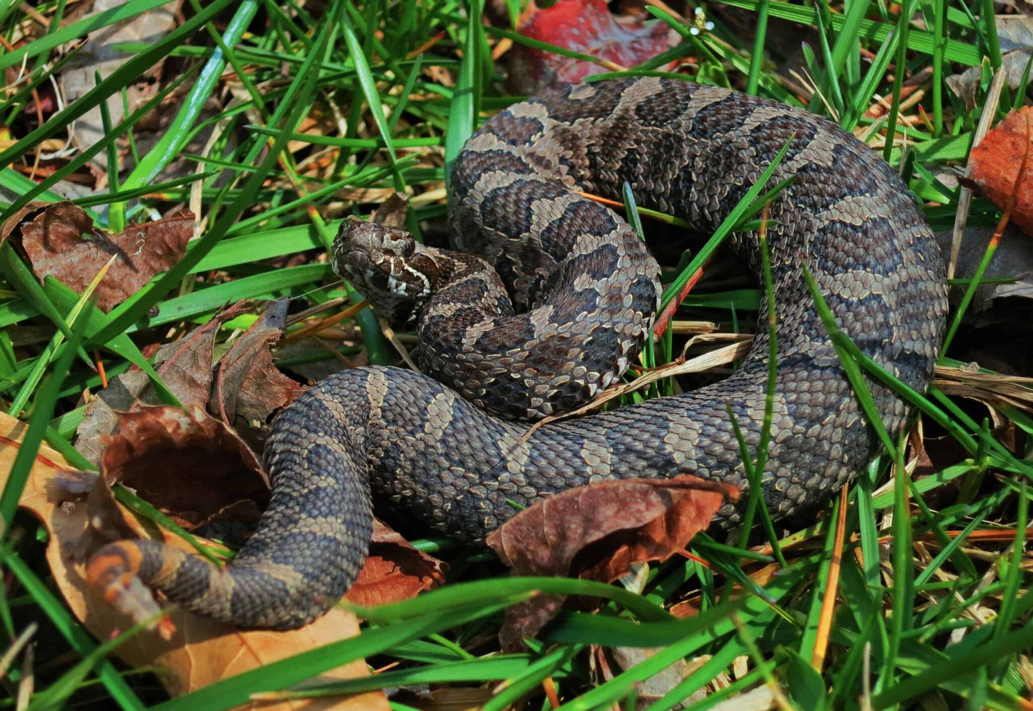 How to Translocate Snakes: the Best Ways