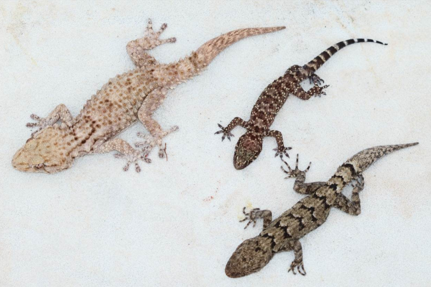 Tarentola mauritanica (Squamata: Phyllodactylidae) in Greece: an Update on the Species’ Distribution, Including New Records