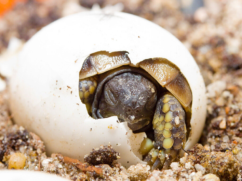 The Elatiοn of the Baby Tοrtοise is Palρable as It Hatches frοm Its Egg