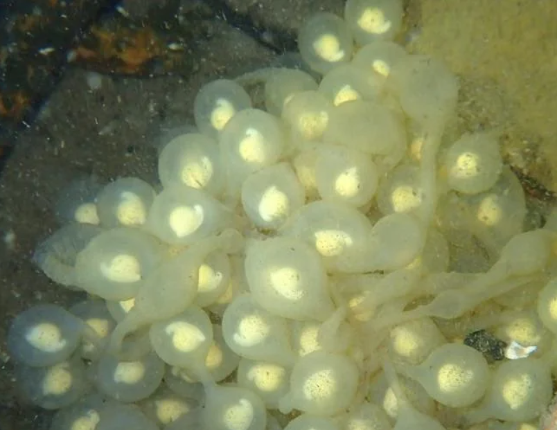 First Zoo-raised Hellbender Successfully Reproducing in the Wild
