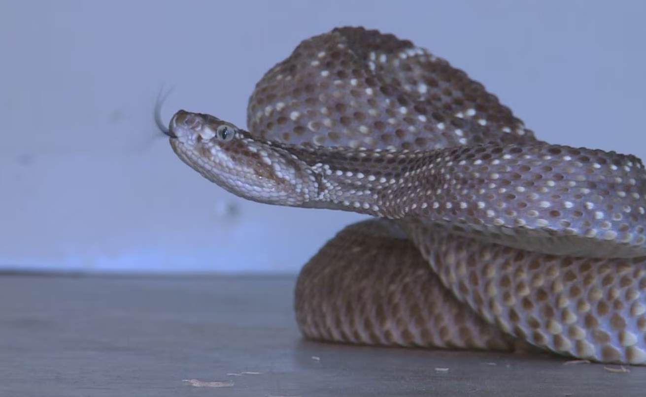 Rattlesnake Venom Extracted in Kentucky Could Help Cure Cancer