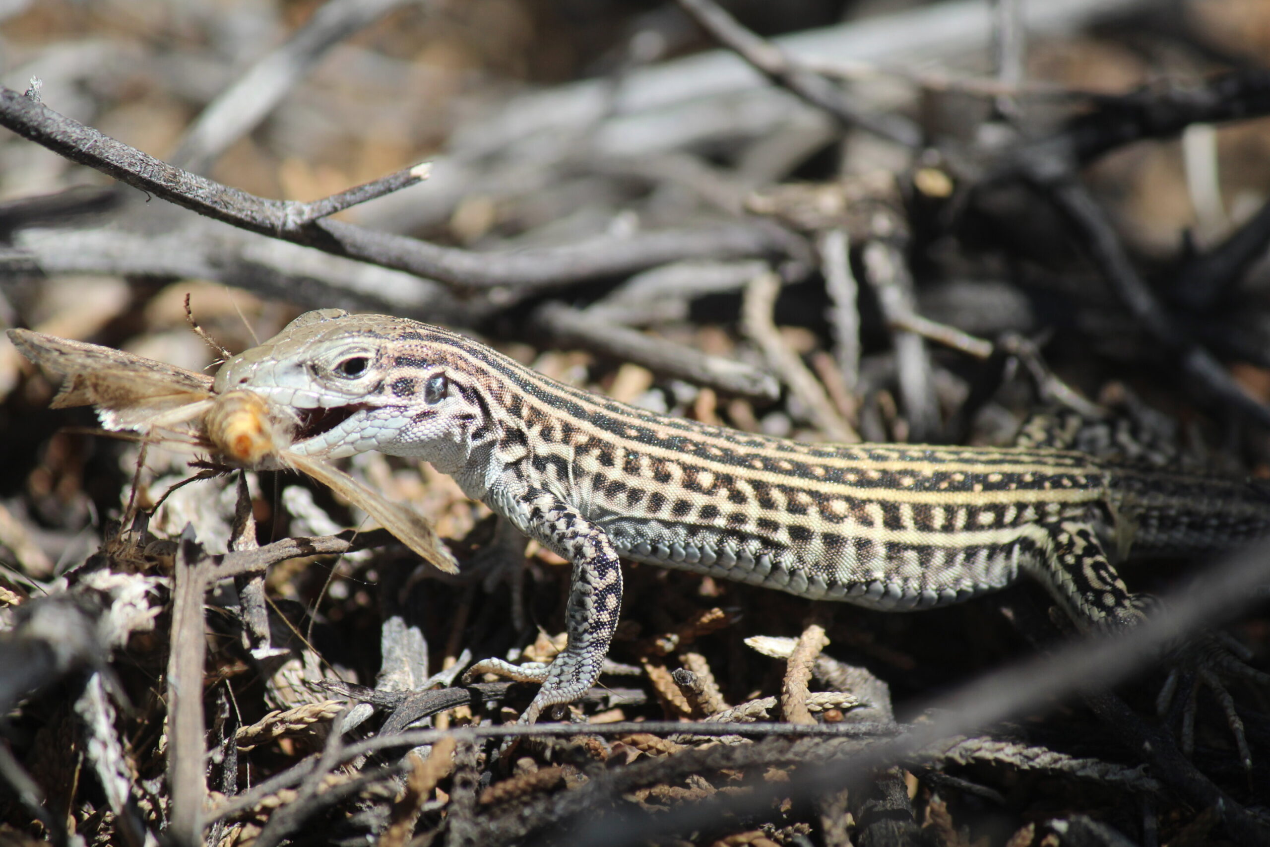 The Colorado Checkered Whiptail Reacted to Flyover Noise