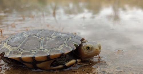 Activity of a Freshwater Turtle Varies a Latitudinal Gradient