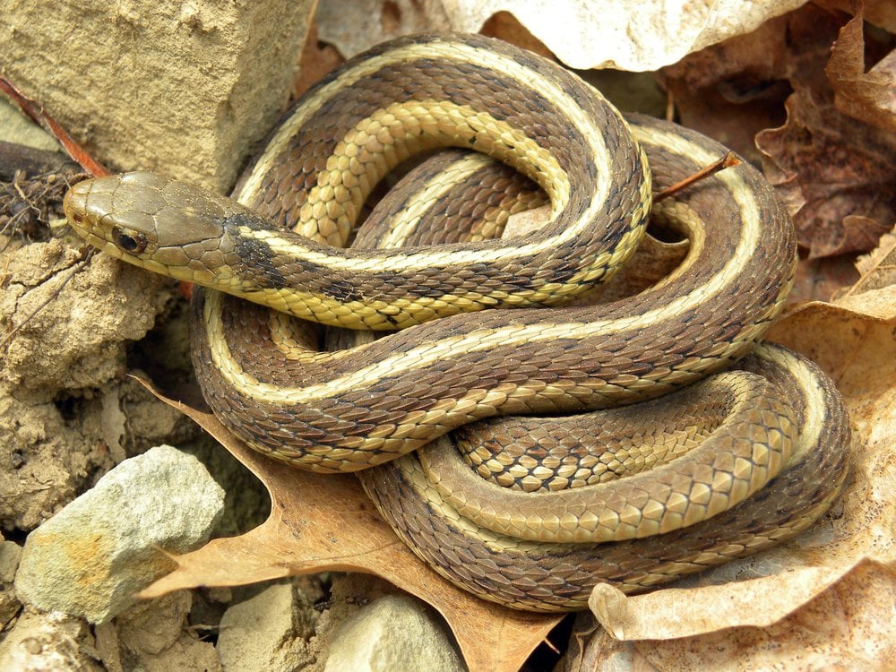 Garter Snakes Form Friendships