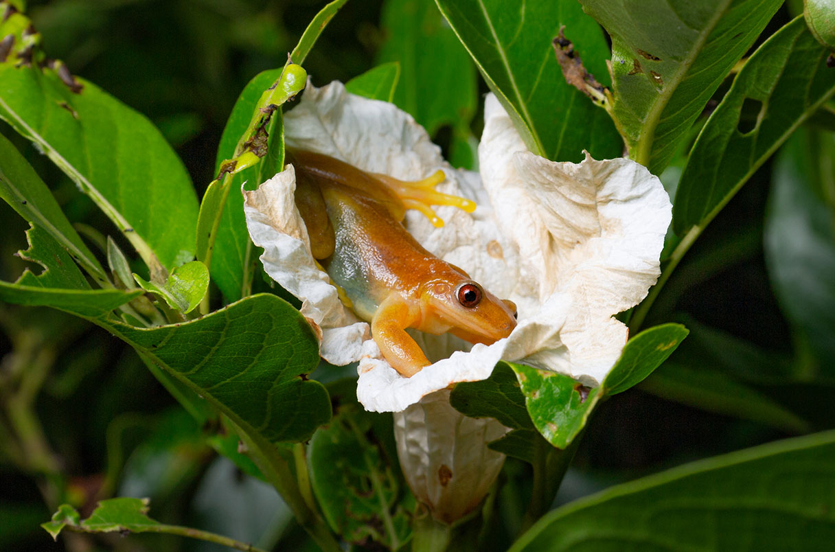 This Brazilian Frog Might Be the First Pollinating Amphibian