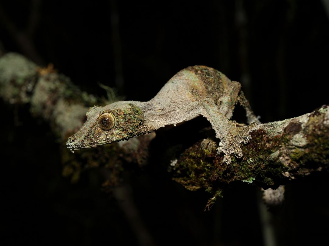 High diversity of deep mitochondrial lineages meets low morphological distinctiveness – insights into the complex phylogeography of the Malagasy leaf-tailed geckos Uroplatus sikorae and U. sameiti