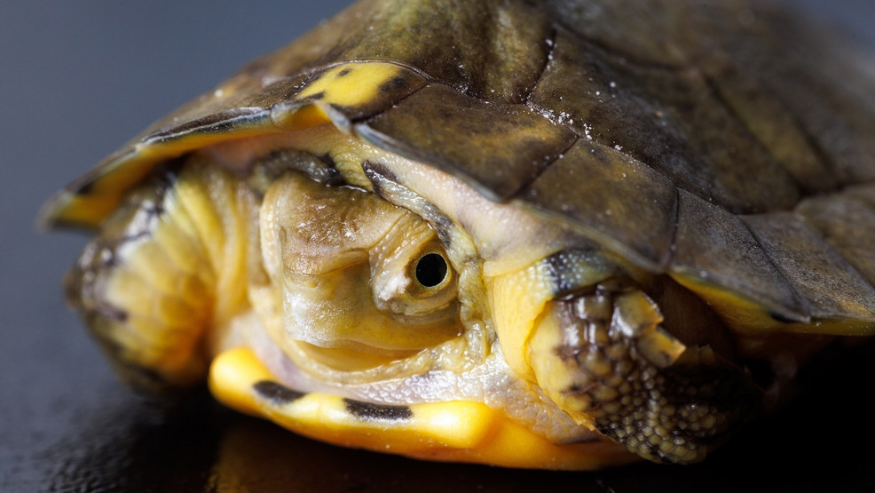 Endangered Four-eyed Turtle hatched at Tennessee Aquarium