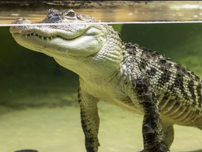City Hall Launches Probe as Indoor Reptilia Zoo Pledges Legal Fight