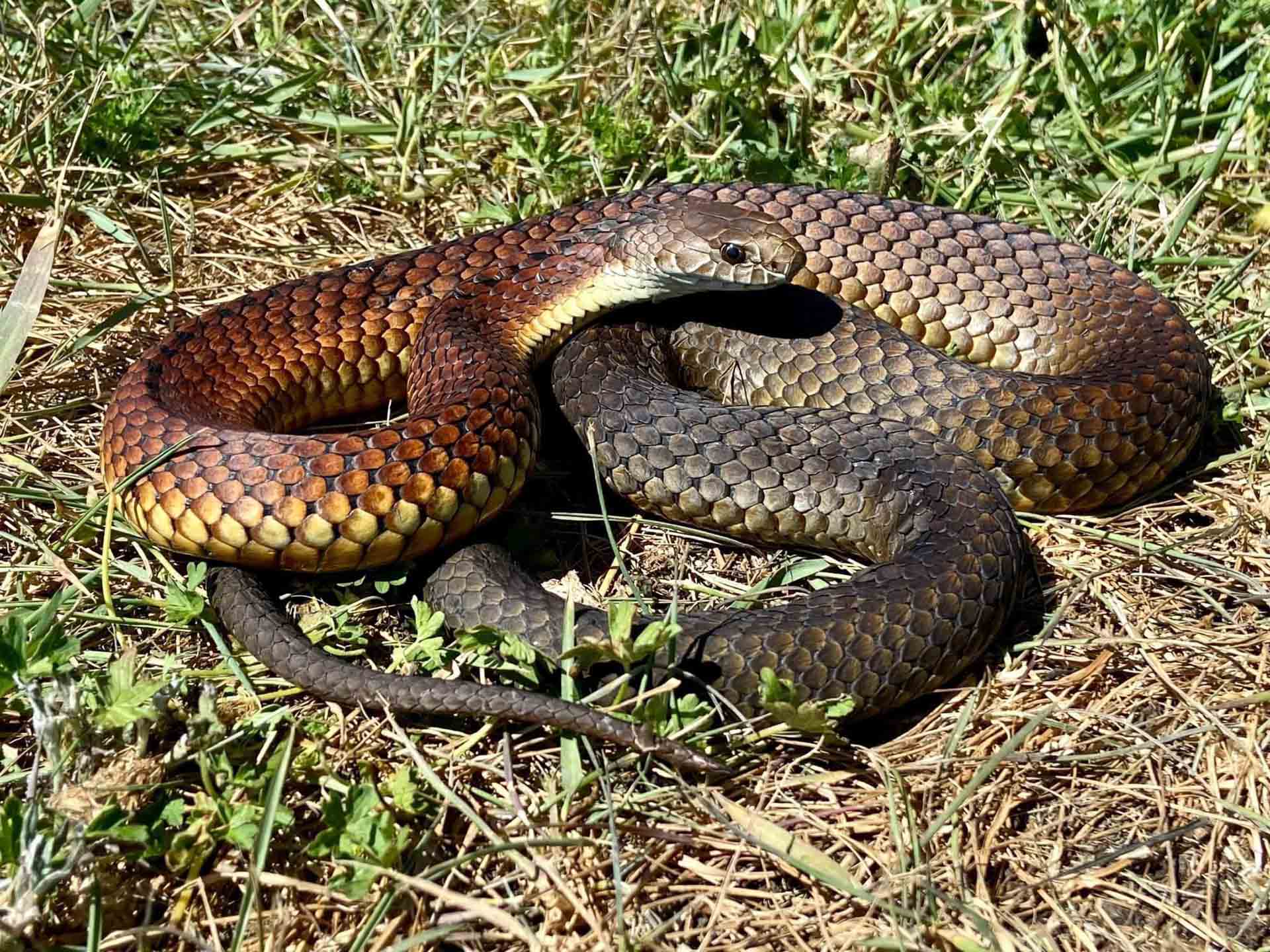 What Should You Do if You Find a Snake Curled Up Under Your Tent?