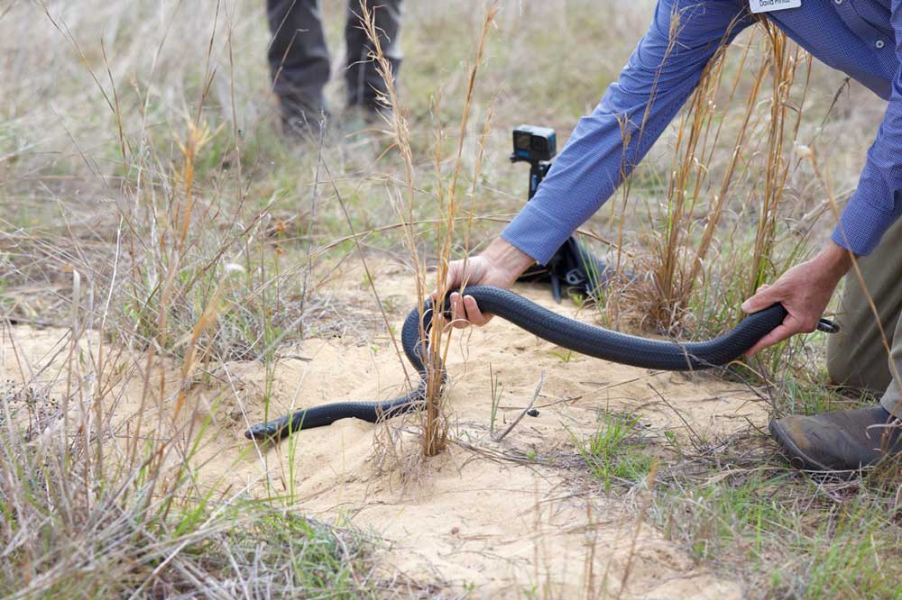 19 Captive-Bred Eastern Indigo Snakes Released In Florida