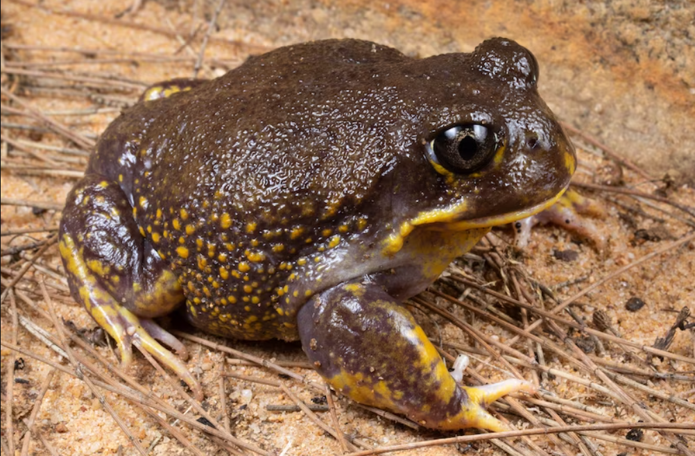 Burrowing Frog Lures Scientists to Catching Sounds of Whooping, Moaning and Hooting