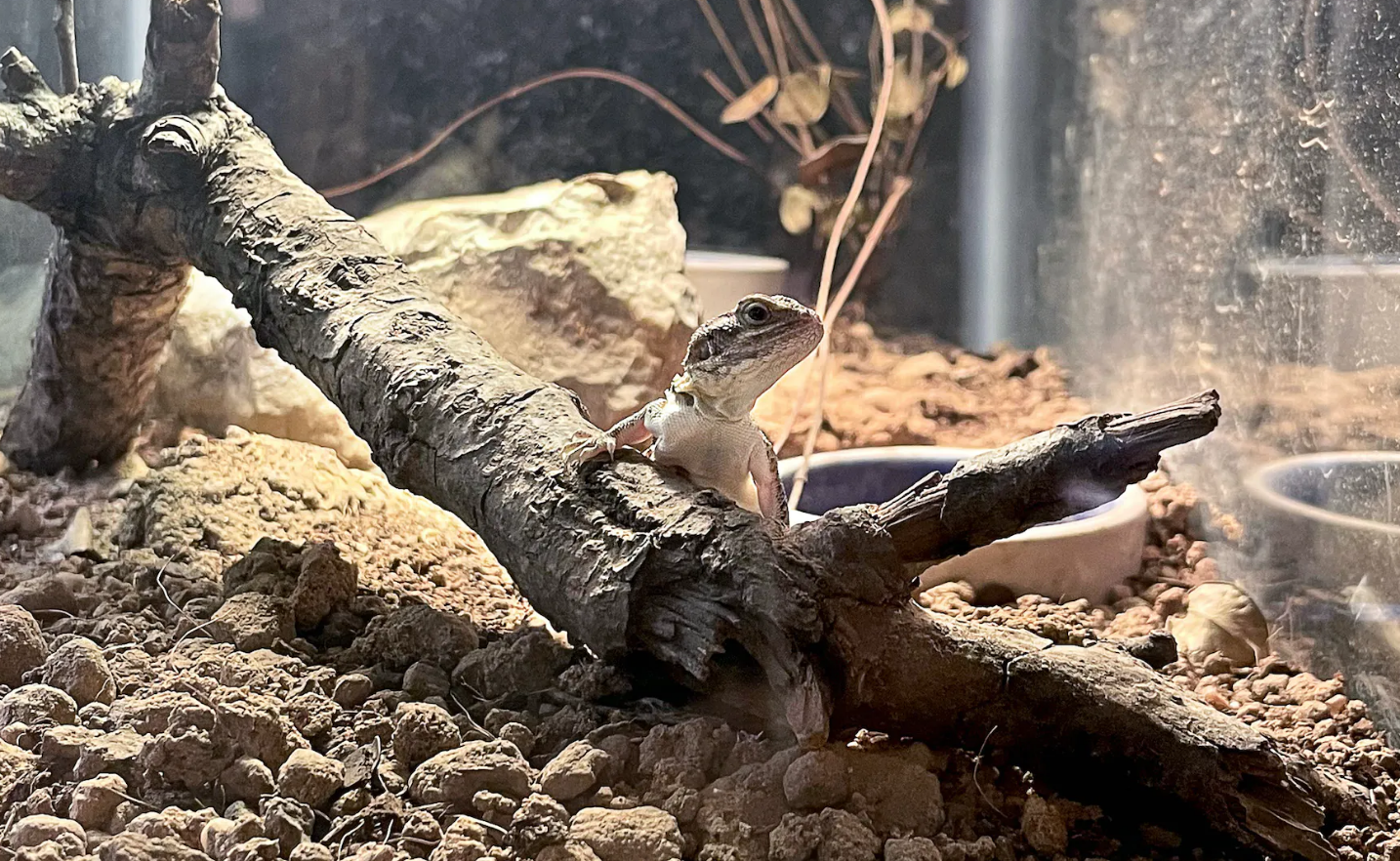 Reptilandia Is the Hill Country’s Classy New Reptile Zoo