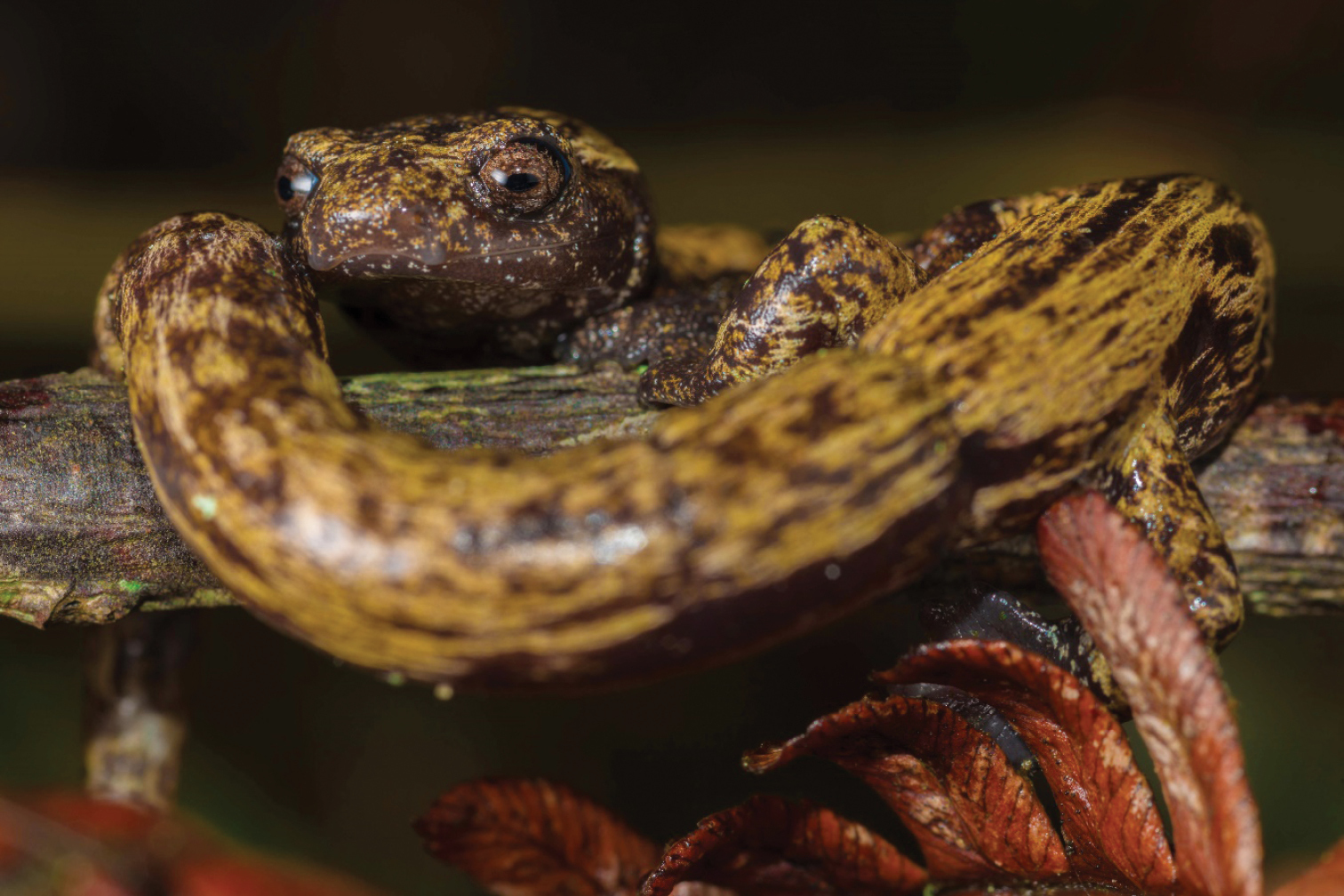 A New Salamander Species of the Genus Bolitoglossa from the  Colombia