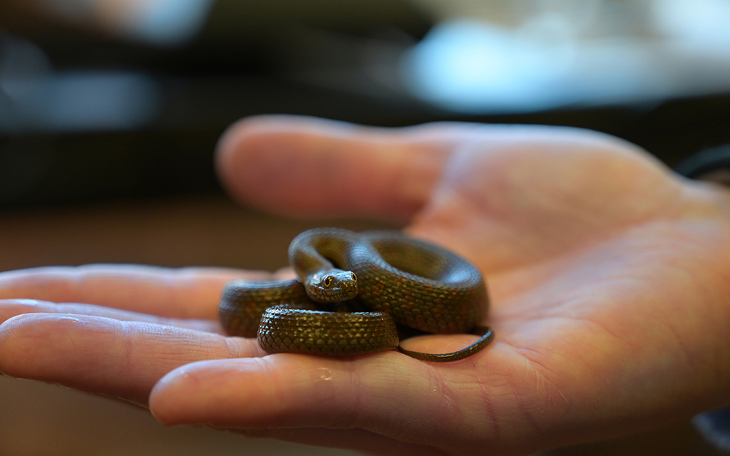 Narrow-headed garter snake was born in Arthur and Elaine Johnson Conservation Center
