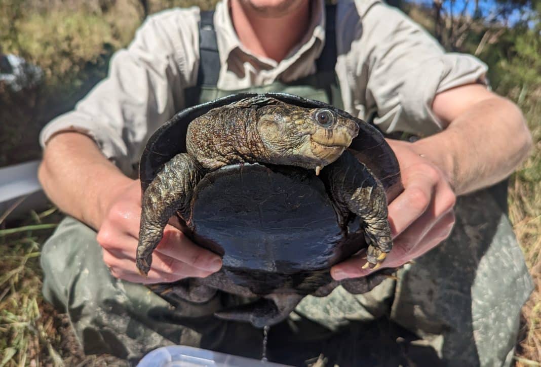 White-throated Snapping Turtle was Discovered in Australia