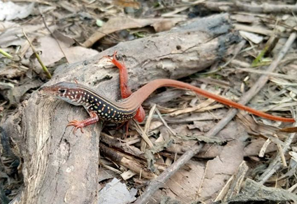 Rediscovery, Range Extension, Phylogenetic Relationships and Updated Diagnosis of the Ornate Long-tailed Lizard