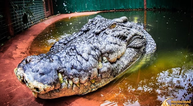 The world’s largest crocodile hits the 120-year milestone
