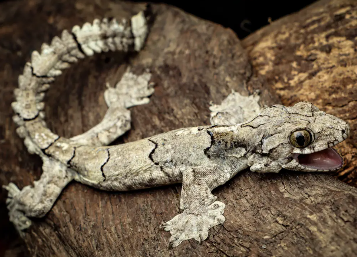Scientists Discovered a Smiling, Parachute Gecko in India