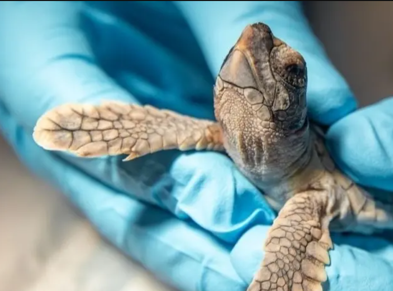 Sea Turtle Nest Count Increasing, How FL Residents Can Help