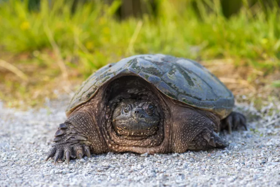 What to Do if You See a Turtle on the Road?
