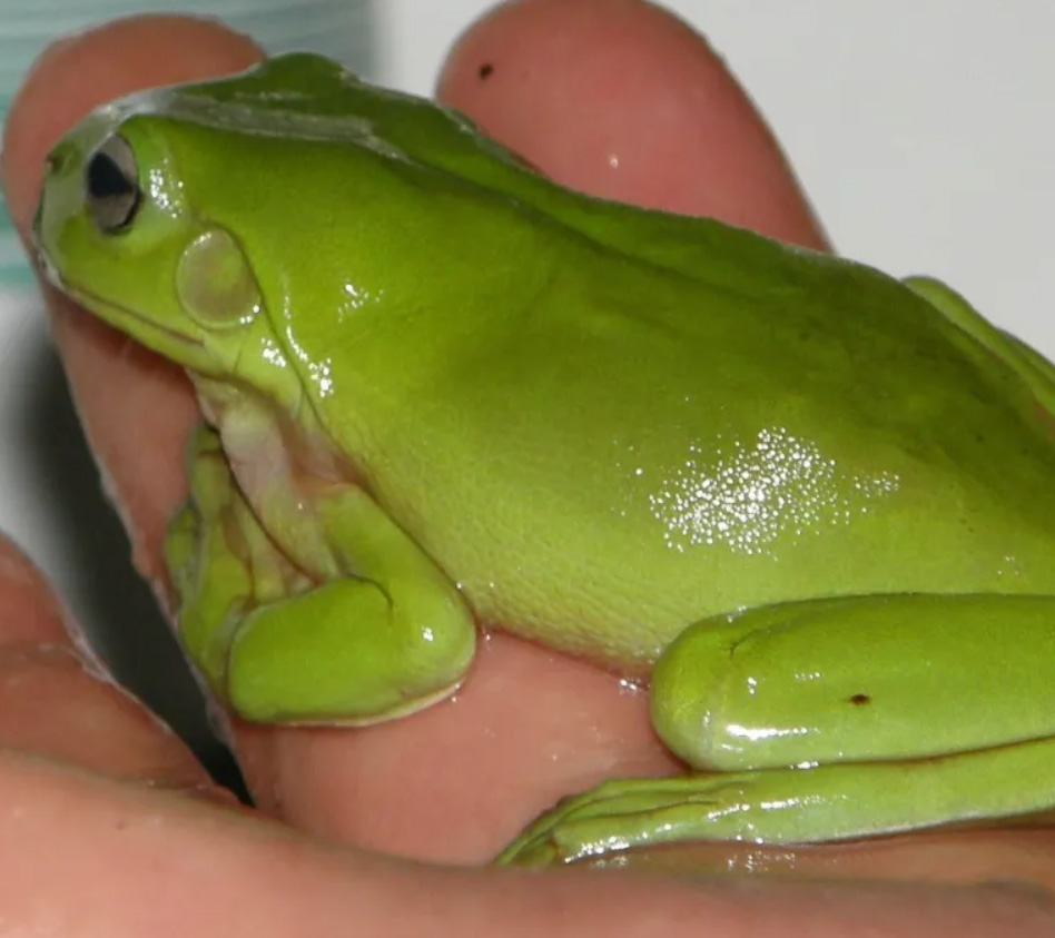 What You Need to Know About Species of Tree Frogs in Texas