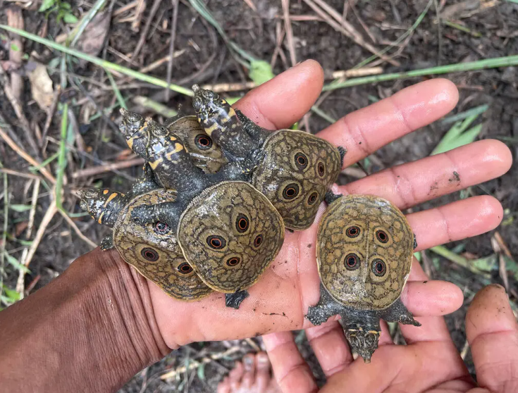 Endangered Burmese Peacock Turtles Hatch in Myanmar