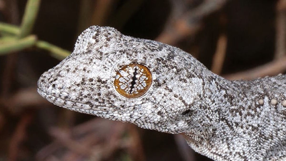Researchers Have Discovered a New Species of Gecko with “Psychedelic” Eyes