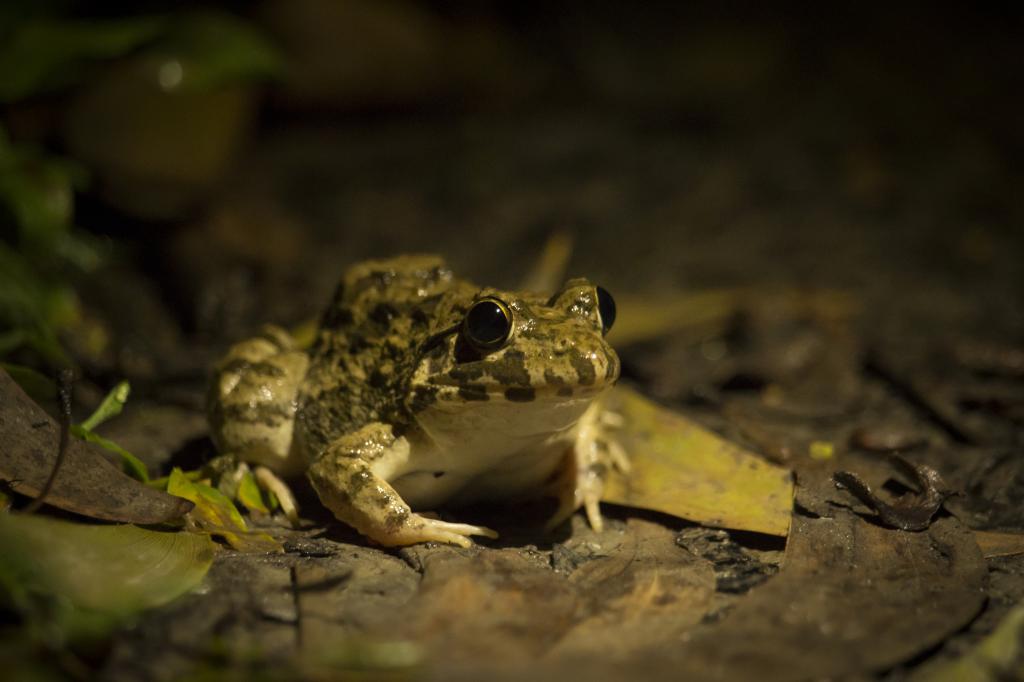 Microplastics in Frogs in Bangladesh, Can Threaten Biodiversity