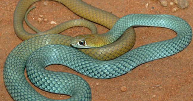 Australia Welcomes New Venomous Species—the Desert Whip Snake