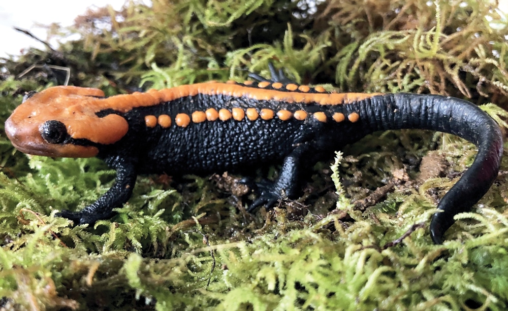 New Species of Crocodile Newt—Tylototriton Ngoclinhensis, Discovered in Vietnam