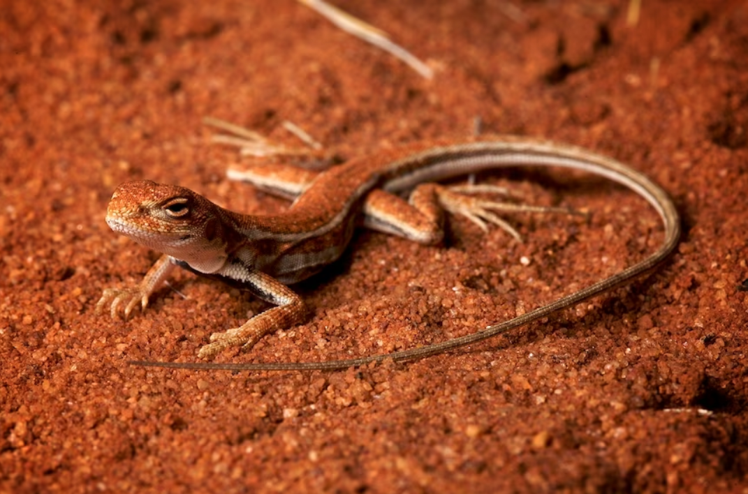 The Tjakalpa, Kartiwarrui, Ibiri and Tuniluki Sand Dragon Lizards Are New to Science