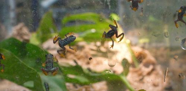 Following Reintroduced Limosa Harlequin Frogs